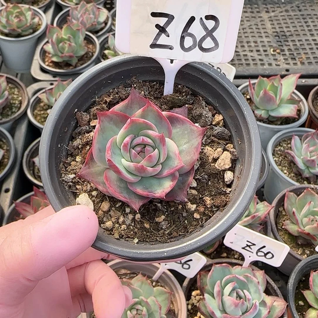 相*Z68惊鸿单头多肉