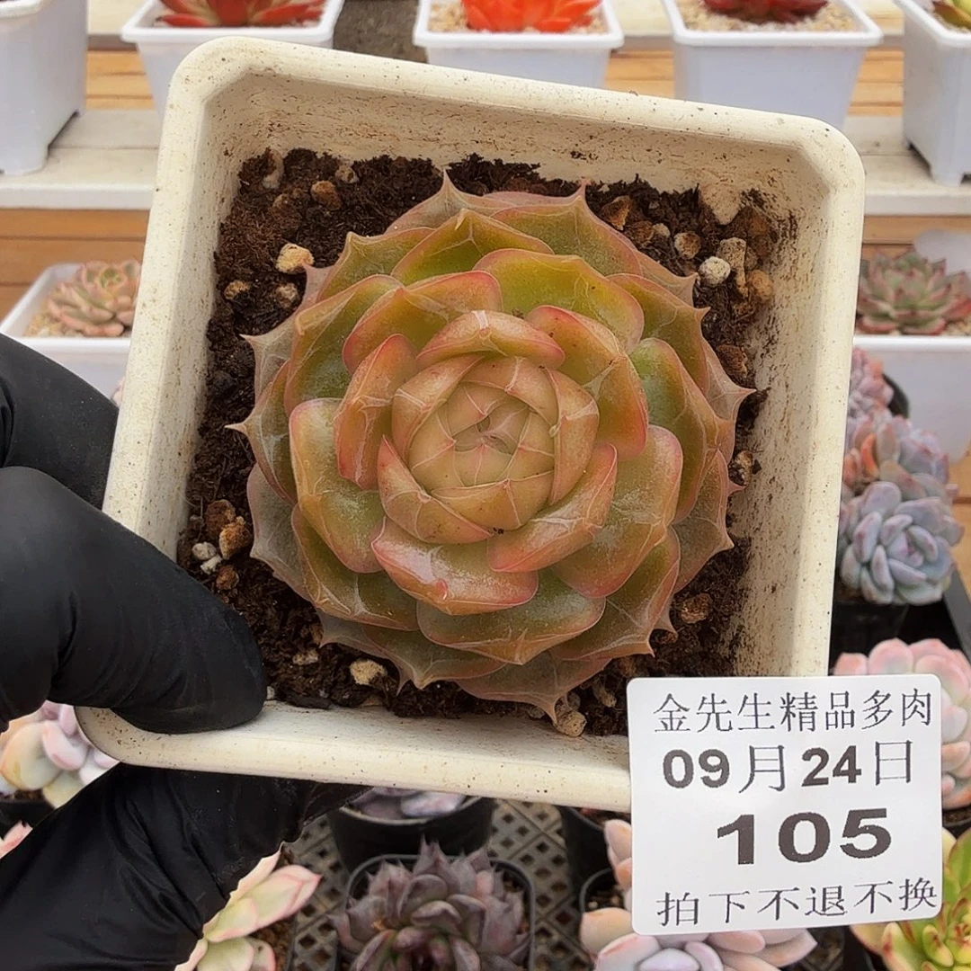 094-105琉璃盏单头