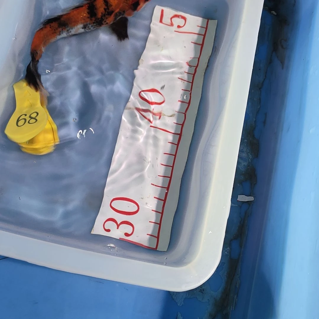 海水鱼红白大正昭和菲血白写