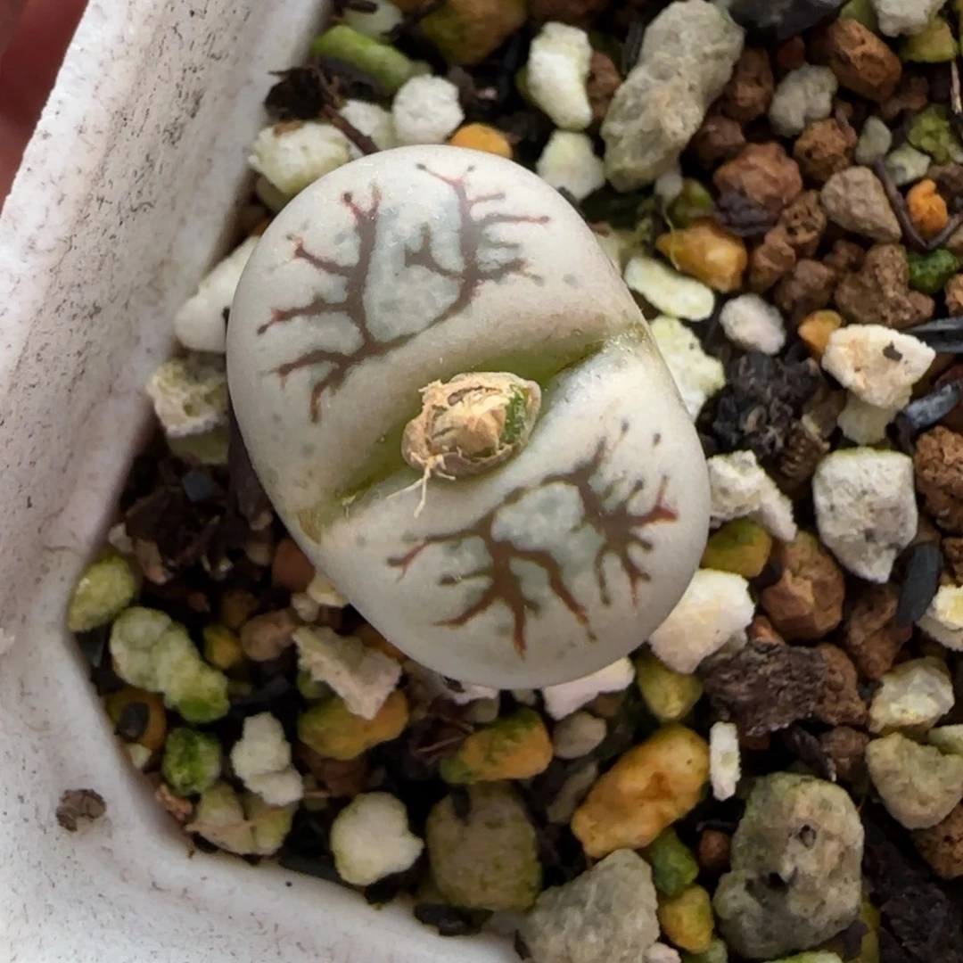 12.27。      云映。    2019