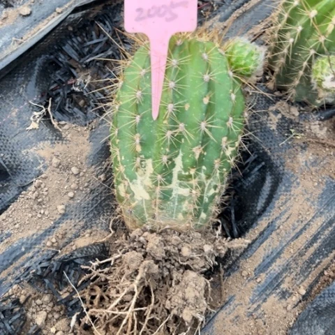 晰*宝清清704有斑介意勿拍2005