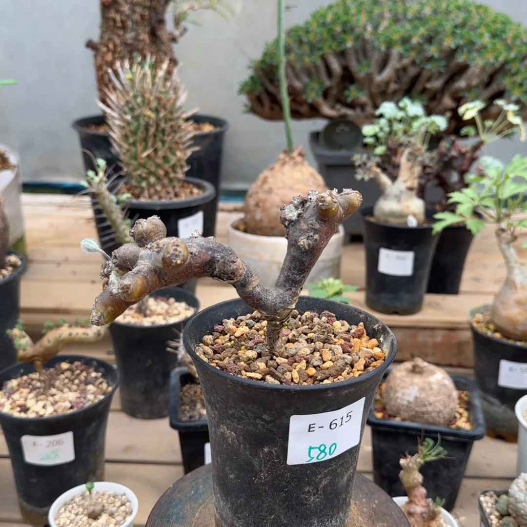 615粉花黑皮月界块根植物