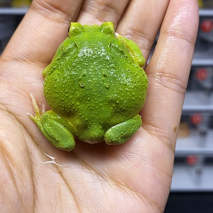 角蛙抹茶角蛙抹茶角蛙