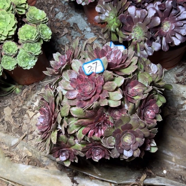 多肉植物红丝绒法师27