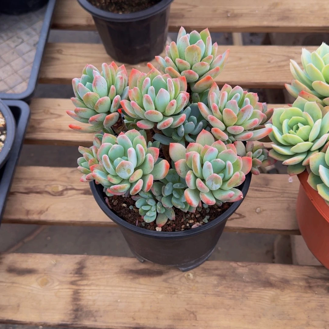 阳***`灰姑娘福利一物一拍