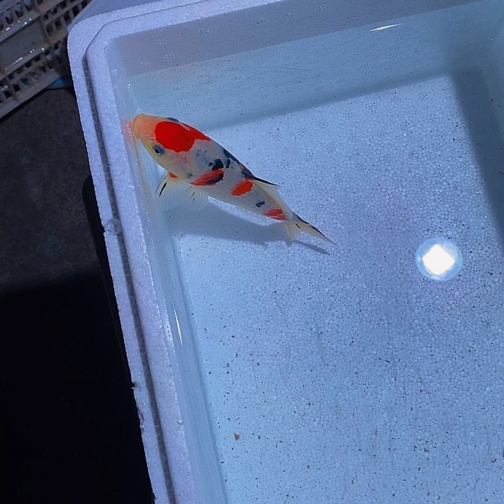 锦鲤锦鲤活鱼开箱包活