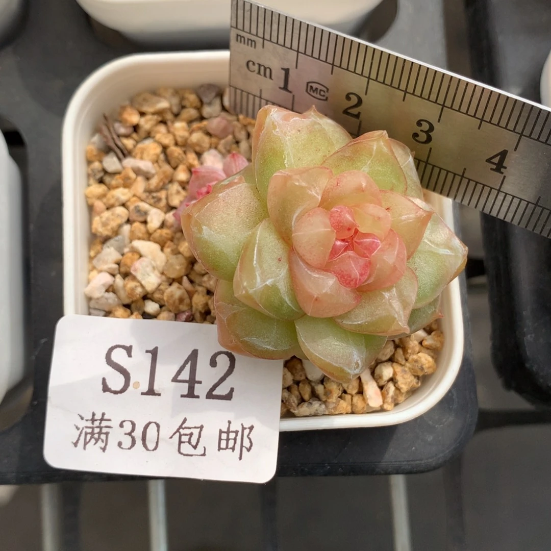 142。粉钻。珍妮糖心。