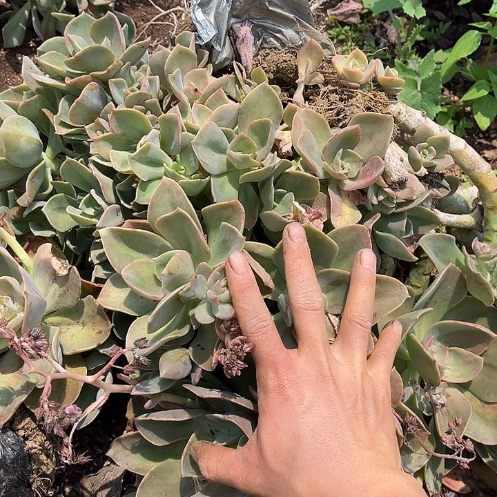 鹤氏29.99多肉植物精品