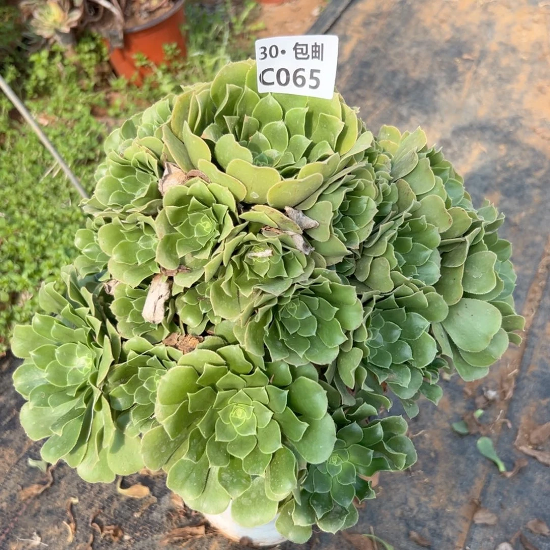 065绿杨蓉多肉法师