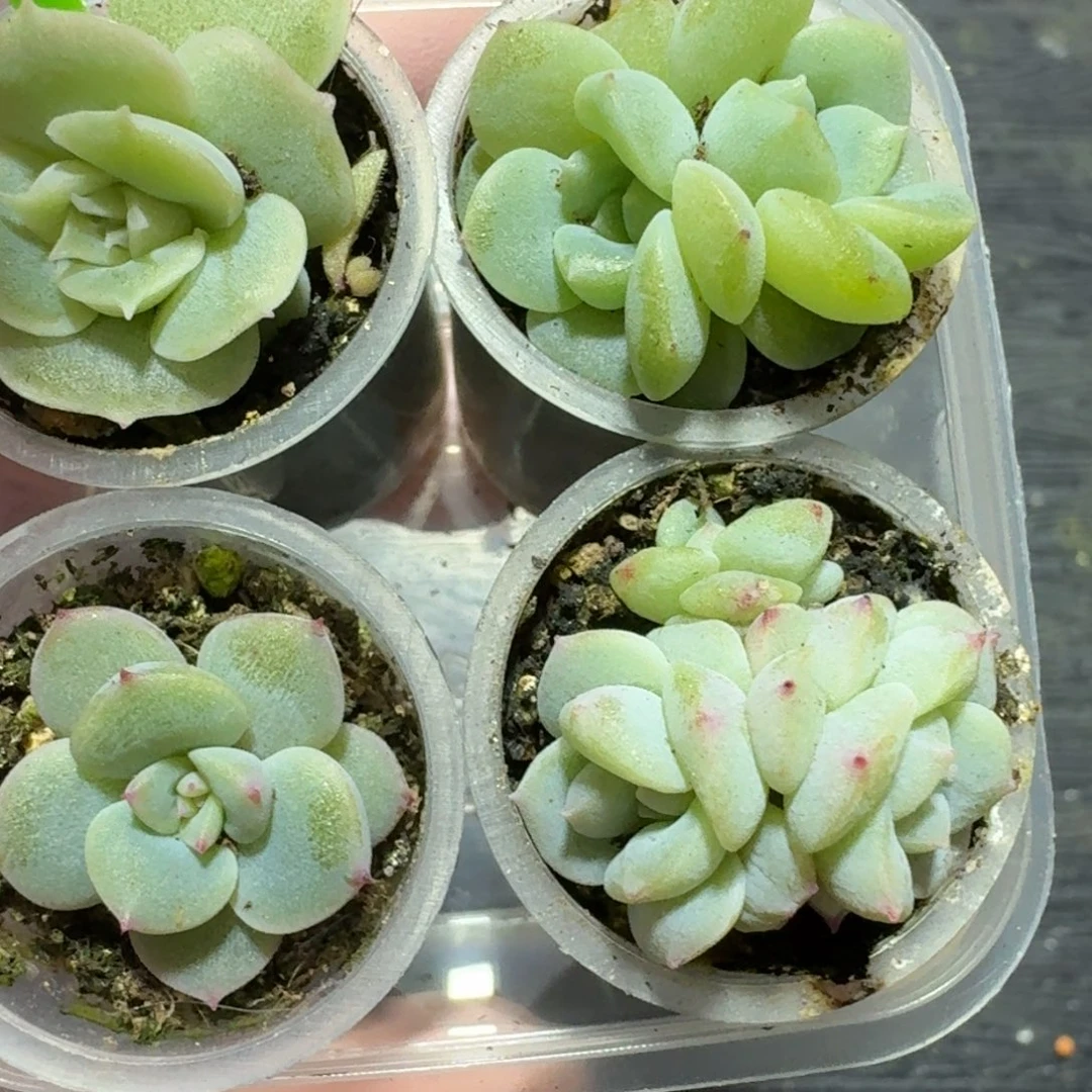 女王节福利糖心珍妮4颗一组10号