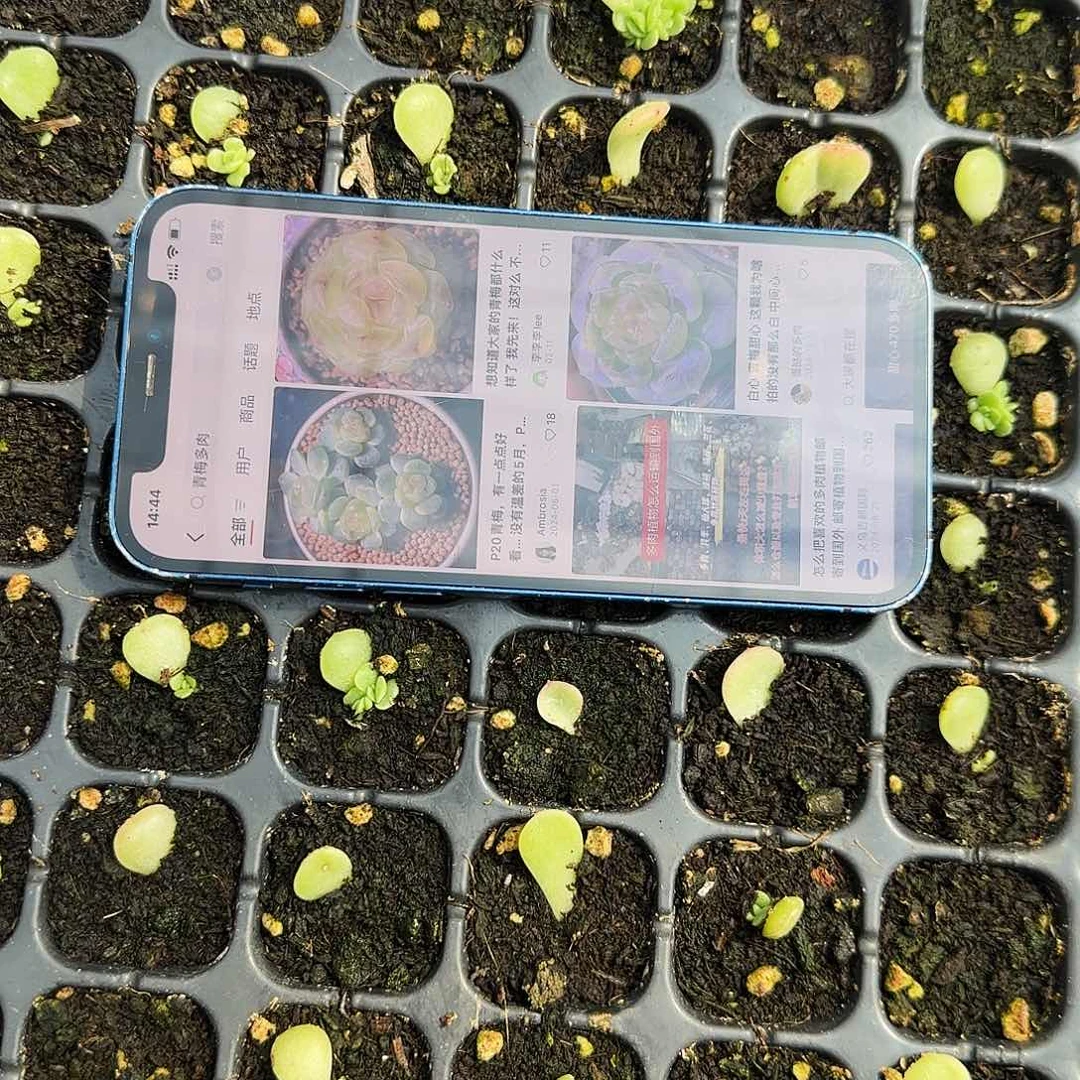 青梅芝麻一个满25包邮