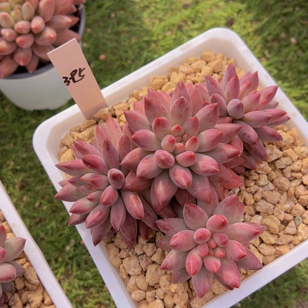 香玉的故事是一个人的故事吗