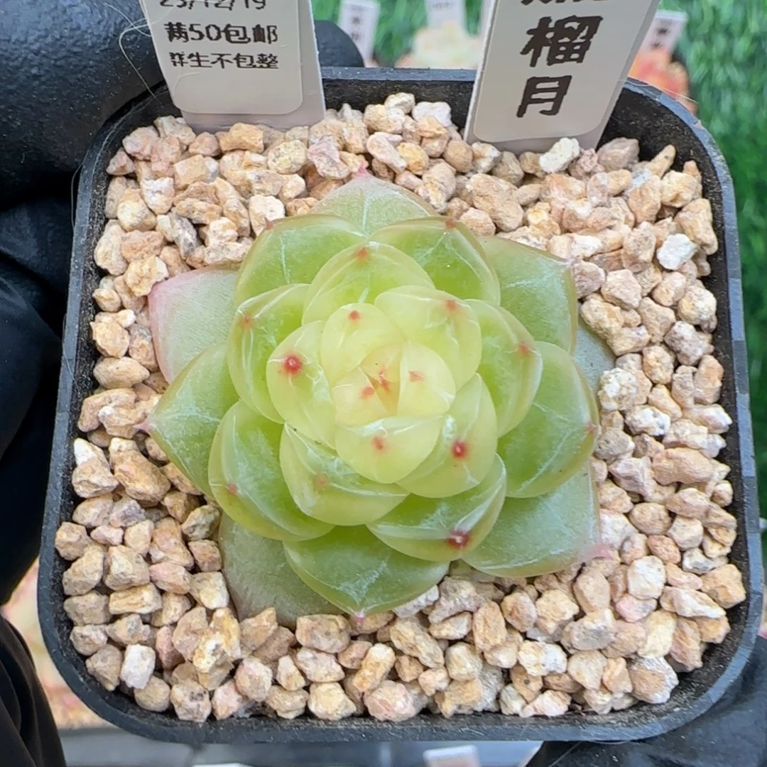 055榴月    5厘米盆