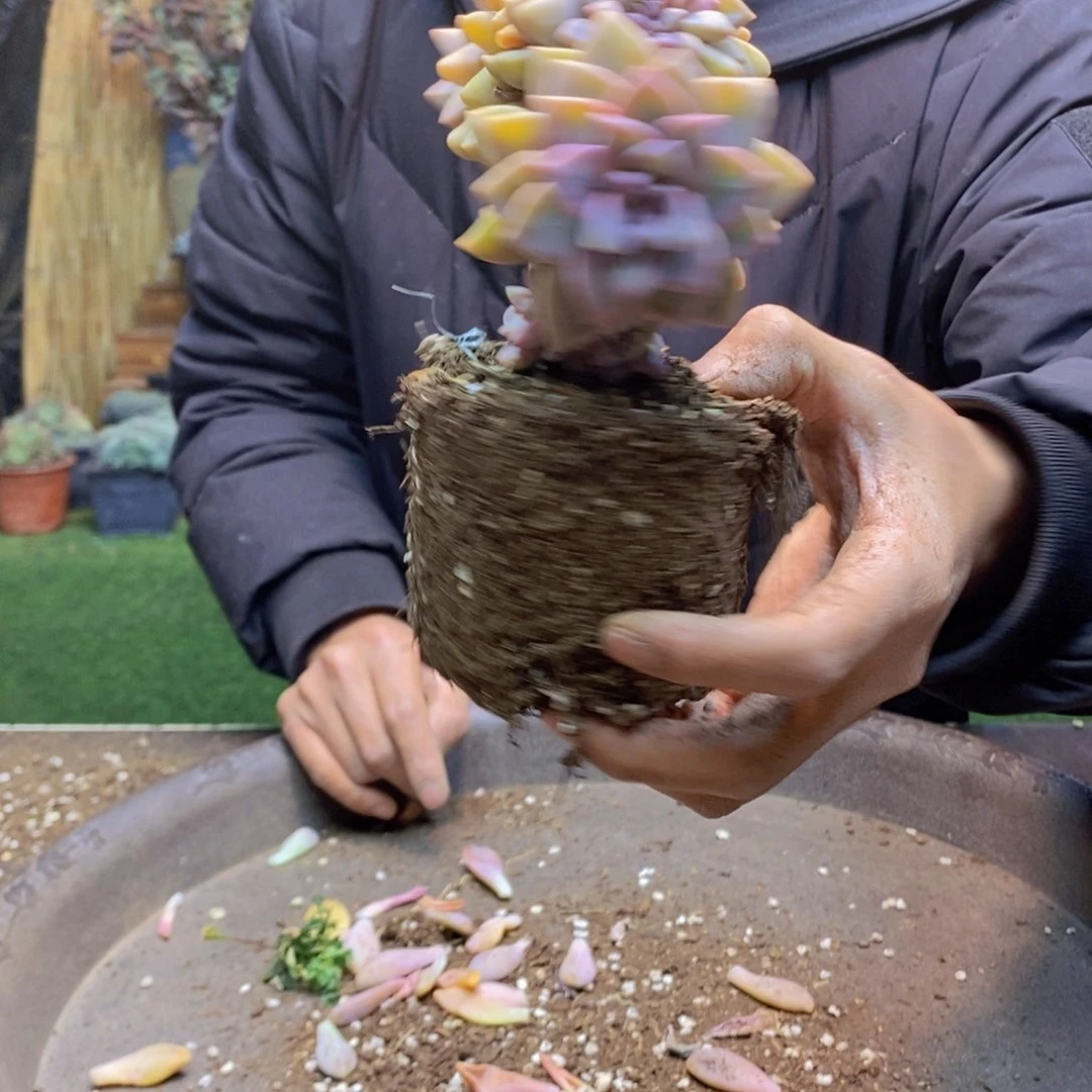 C****?E32号号淡雪缀化多肉