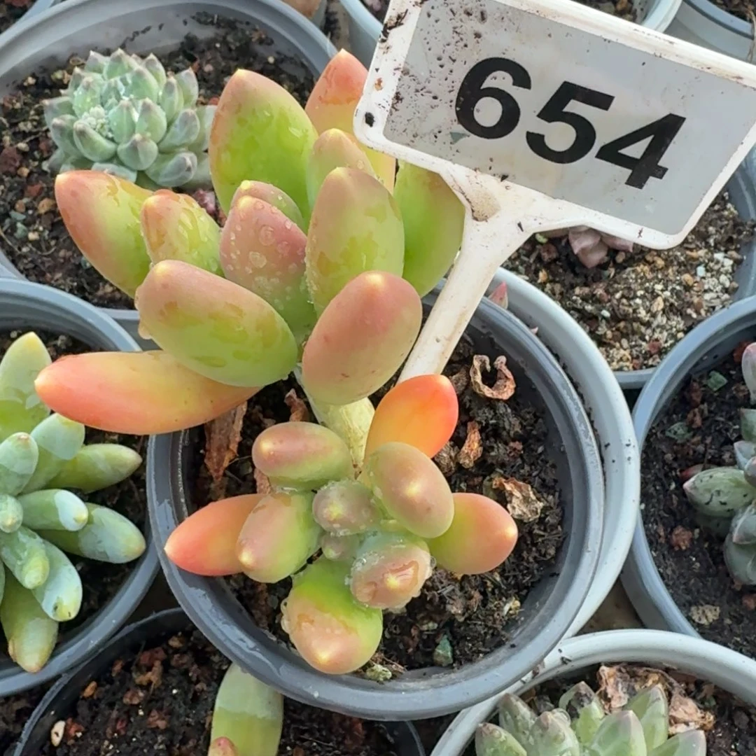 金吉拉一物一拍654