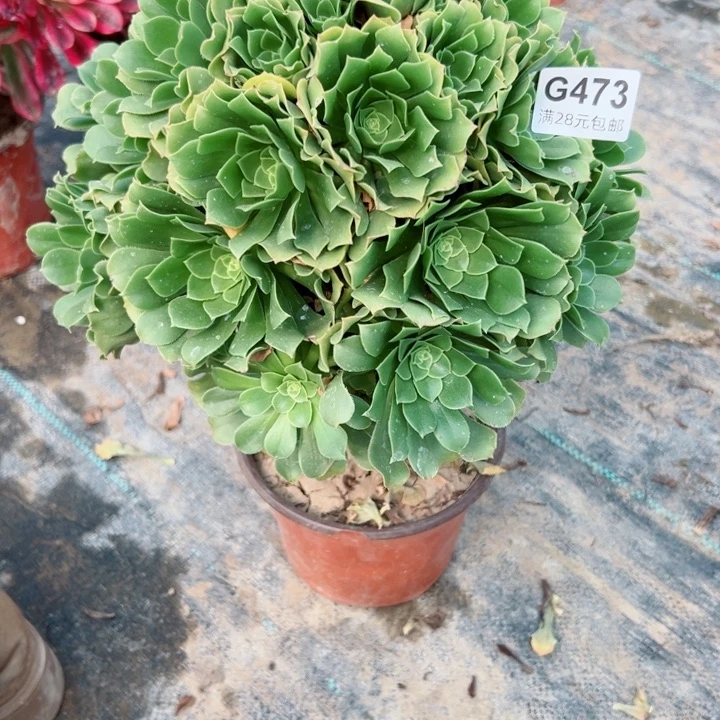 473绿羊绒多肉植物