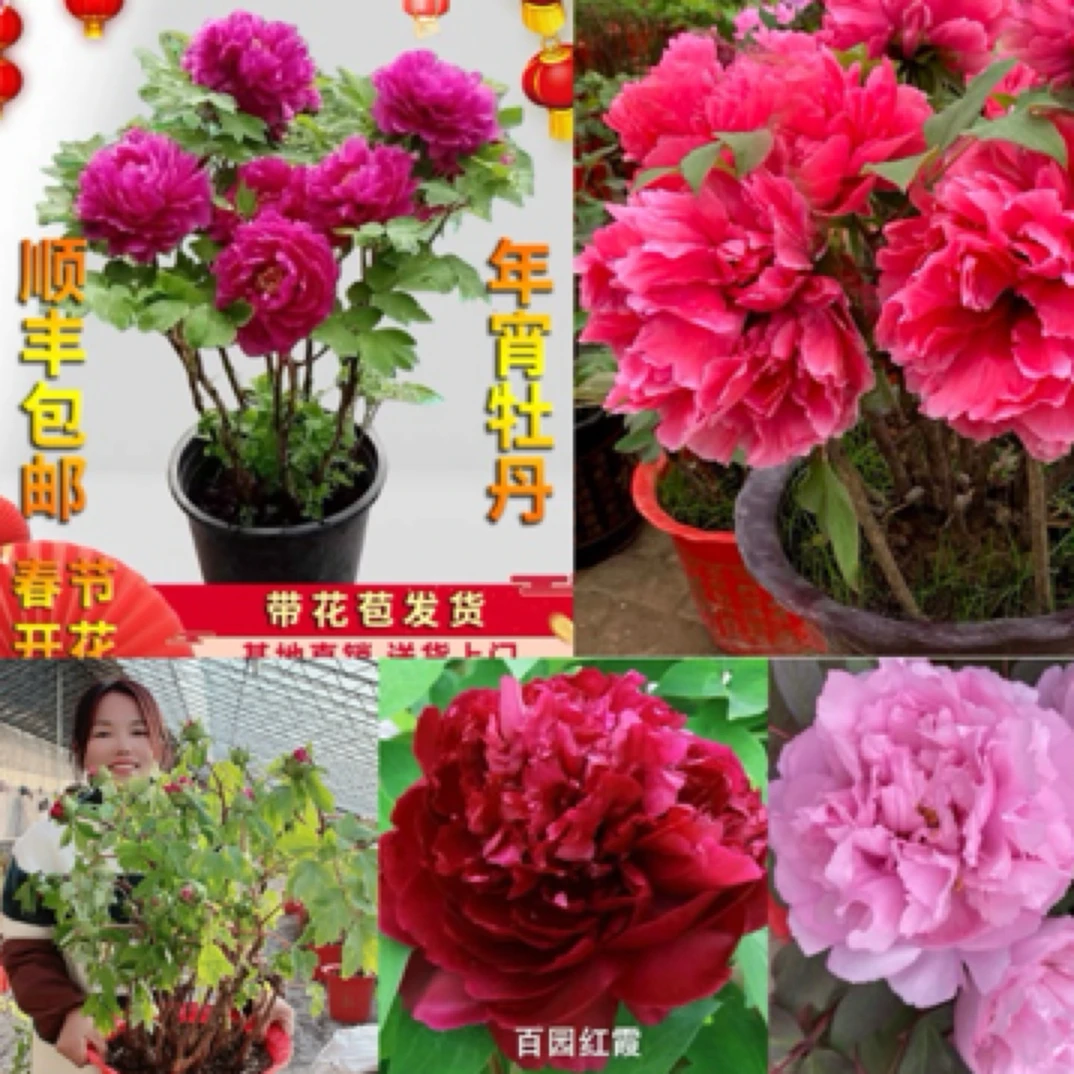 山东菏泽盆栽牡丹年宵花 （带花苞发货）保温箱礼盒包装送货上门