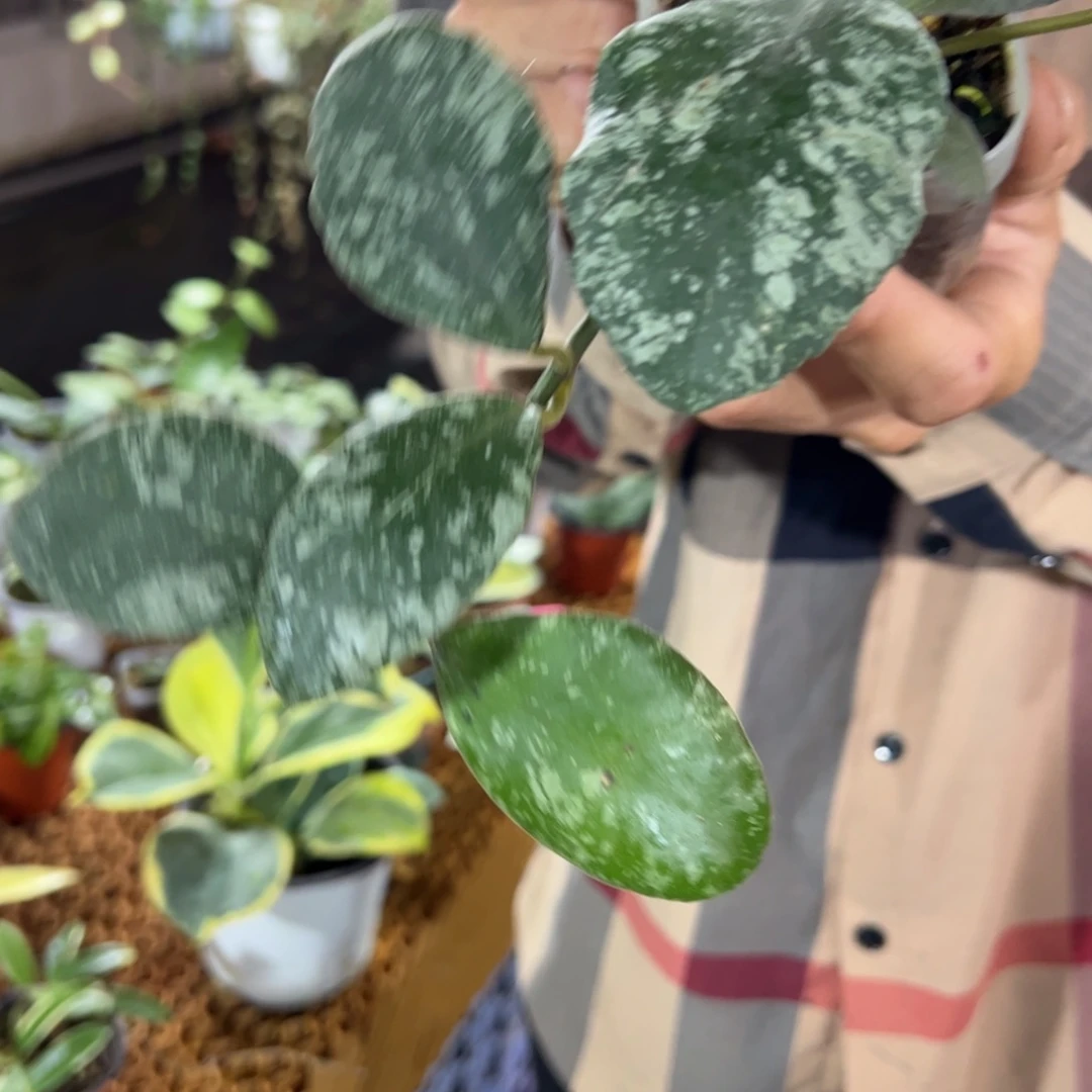 月***路无花朵高斑威曼尼球兰