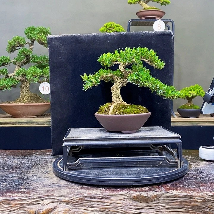 无花朵黄杨盆景四季常青