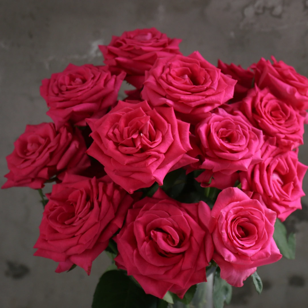 【AB级-弗洛伊德20支】鲜花任意满2单发顺丰冷链或德邦空运云南鲜花