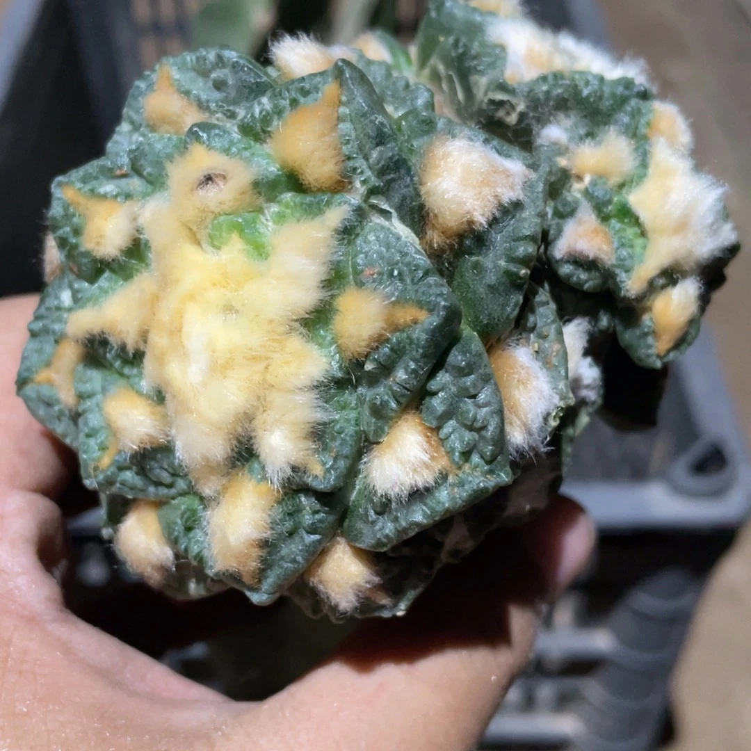 全部花朵双头连体龟9.3 厘米 859