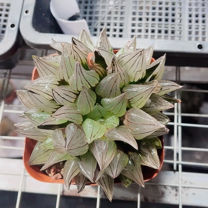 母本大西瓜寿新手好养