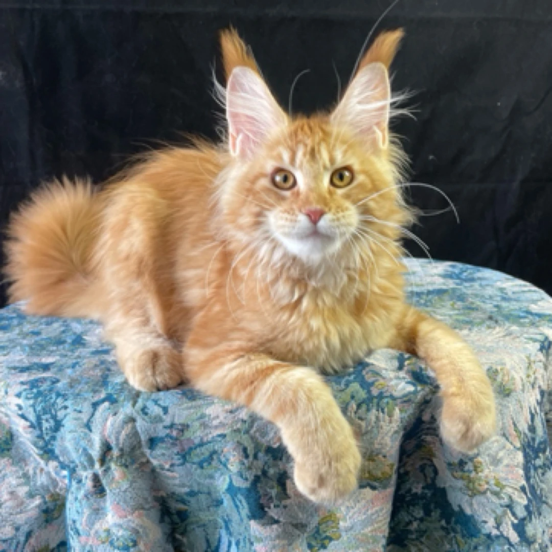 宠尼的缅因金渐层猫舍