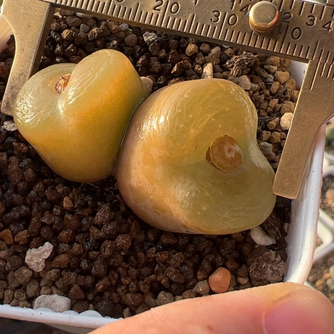 4.5厘米毛多肉百科69