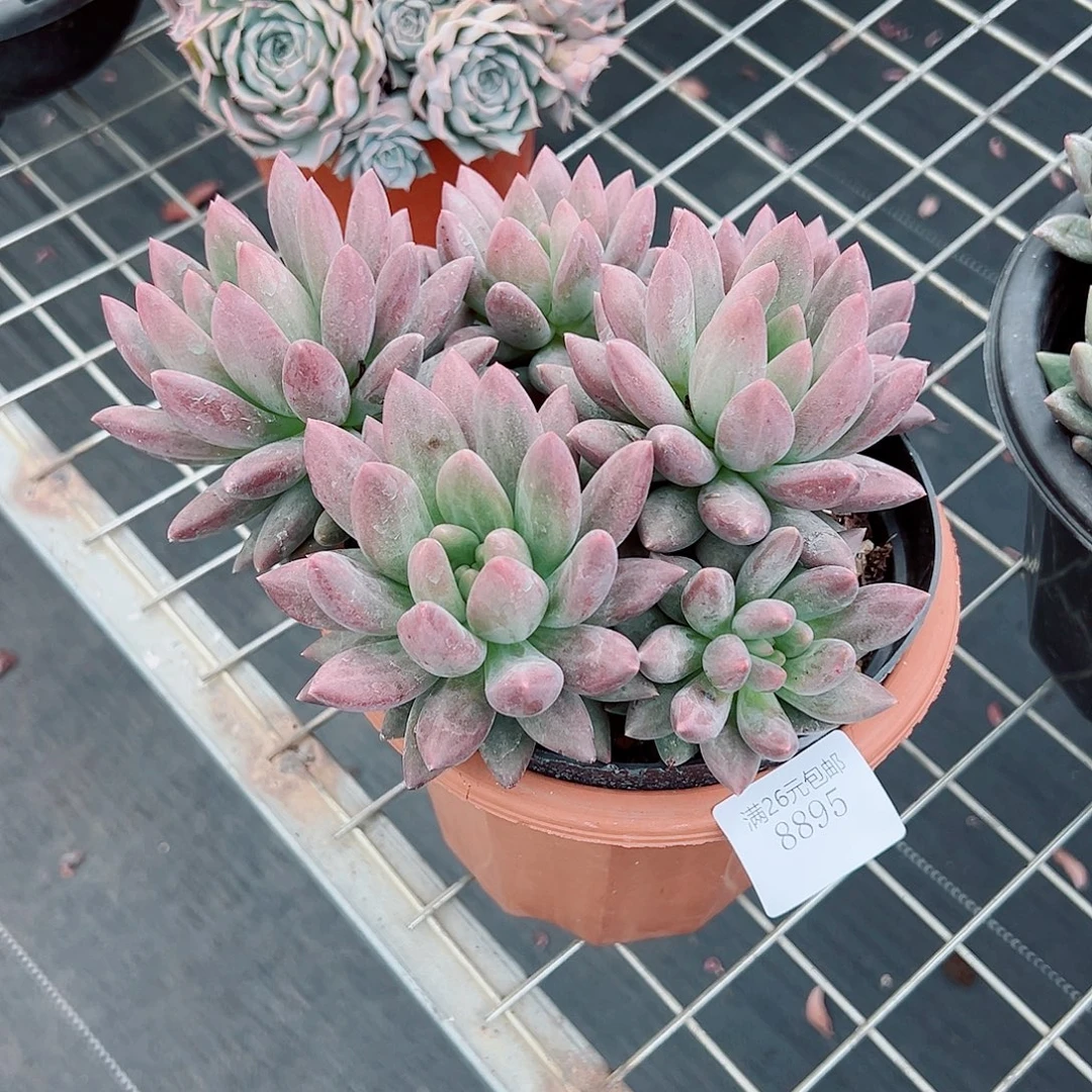 懂***你8895红蜻蜓多肉植物