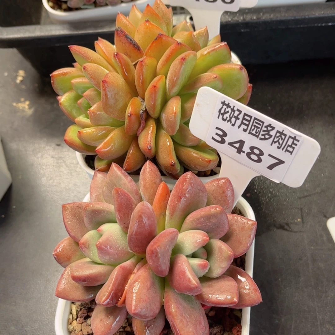 ****）多肉植物3486、3487