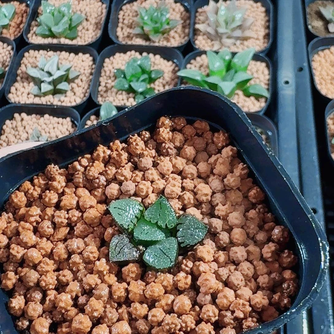 果***茶十二卷 实生特选福利