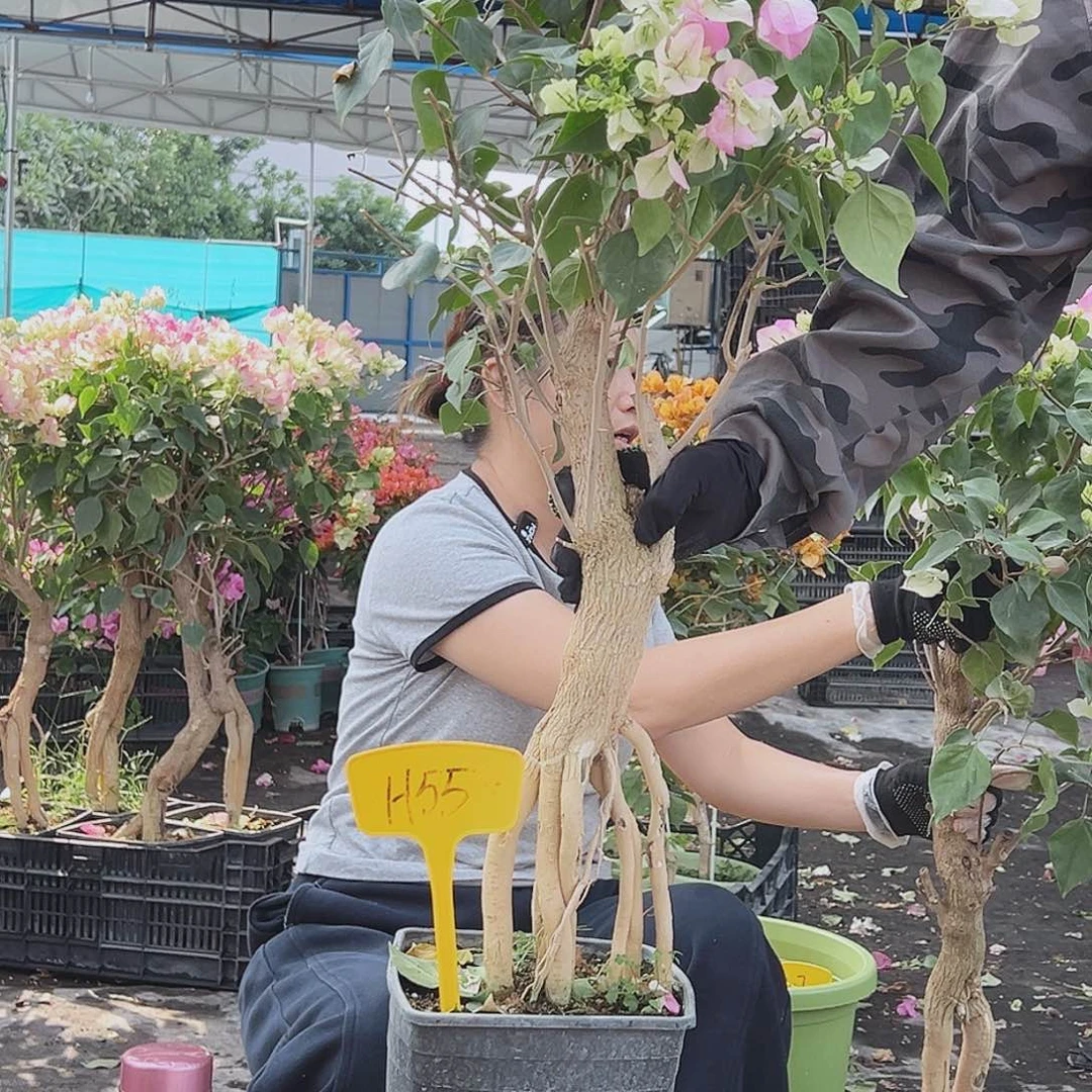 甜***丁大部分花苞少量开放H55绿樱