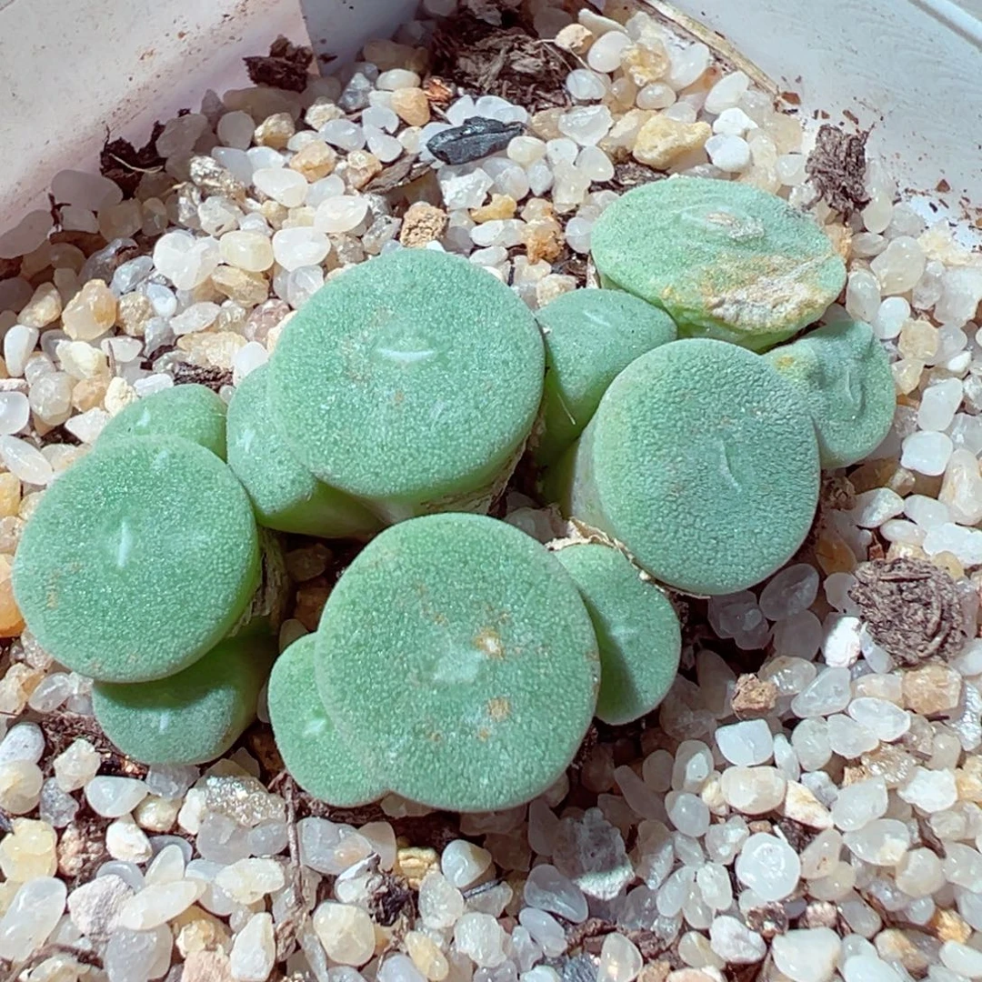 1107-789多肉多肉毛饼