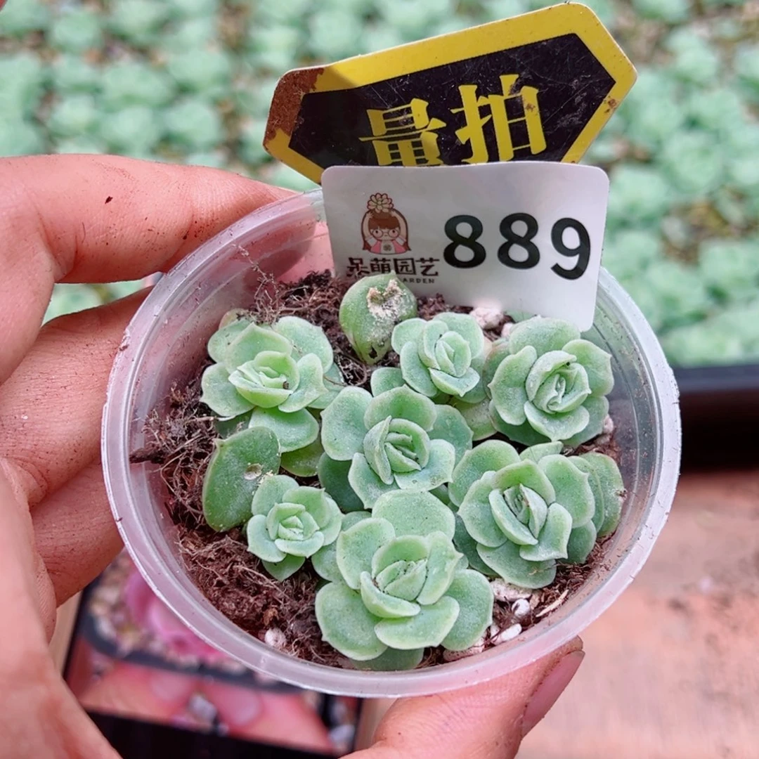 多肉植物多肉植物