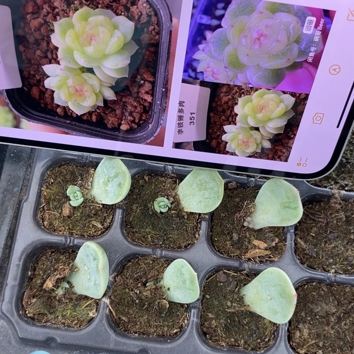 甜心351芽苗一个多肉