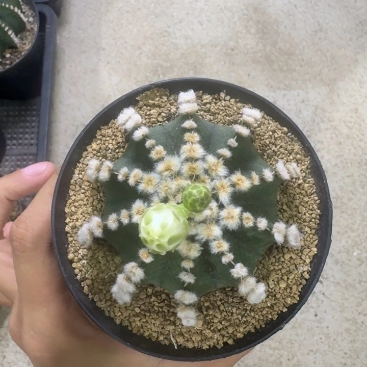 连绒肋骨福利捡漏