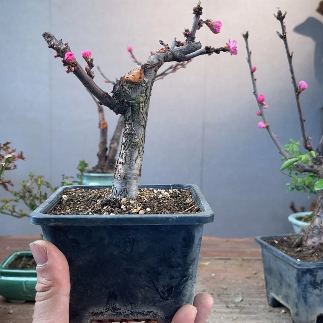 微月季盆景11111铁*