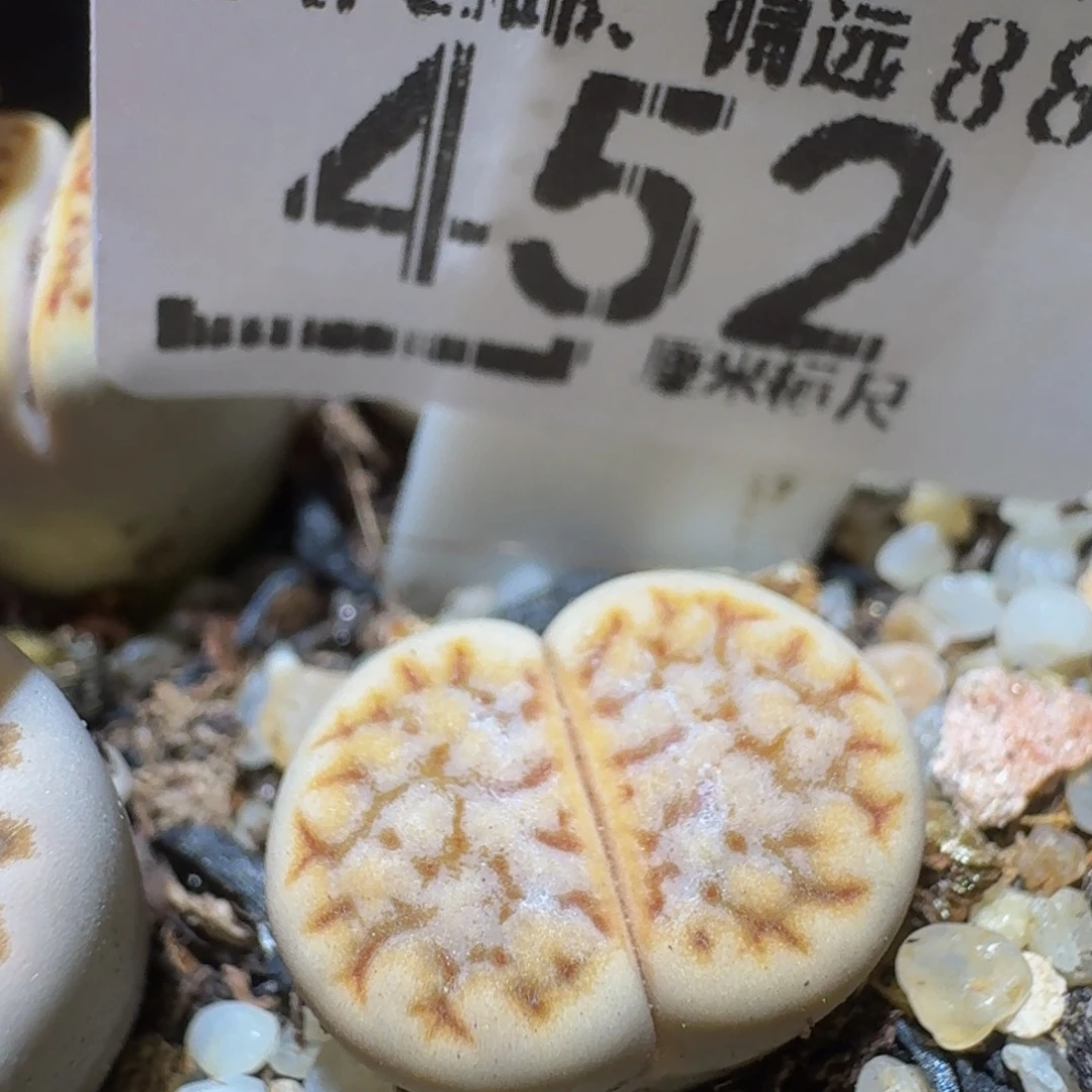 Ssss精品生石花452糖霜