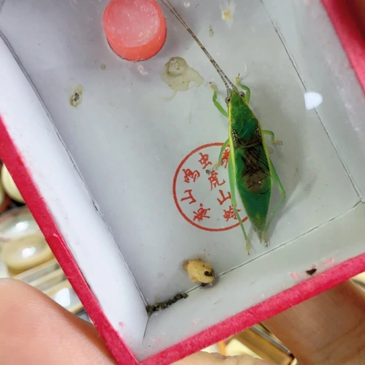 中长须1只啊啊啊啊啊