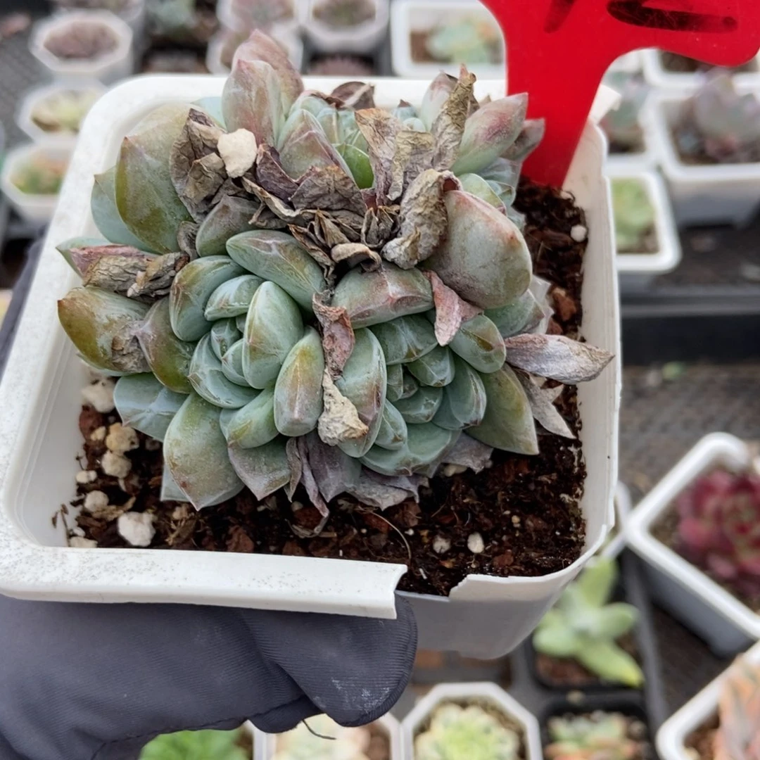 1742石榴籽六头多肉