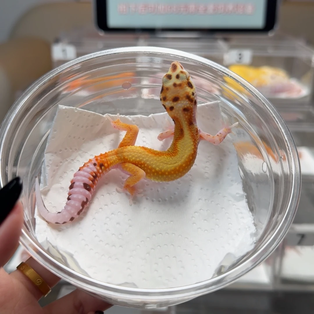 豹纹守宫贝尓红直线母温