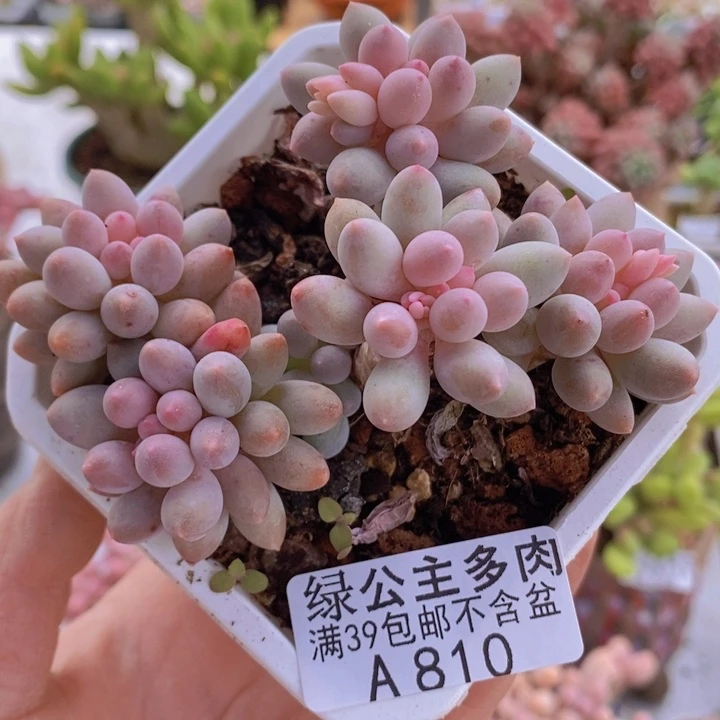 婴儿手指老桩7cm810多肉植物