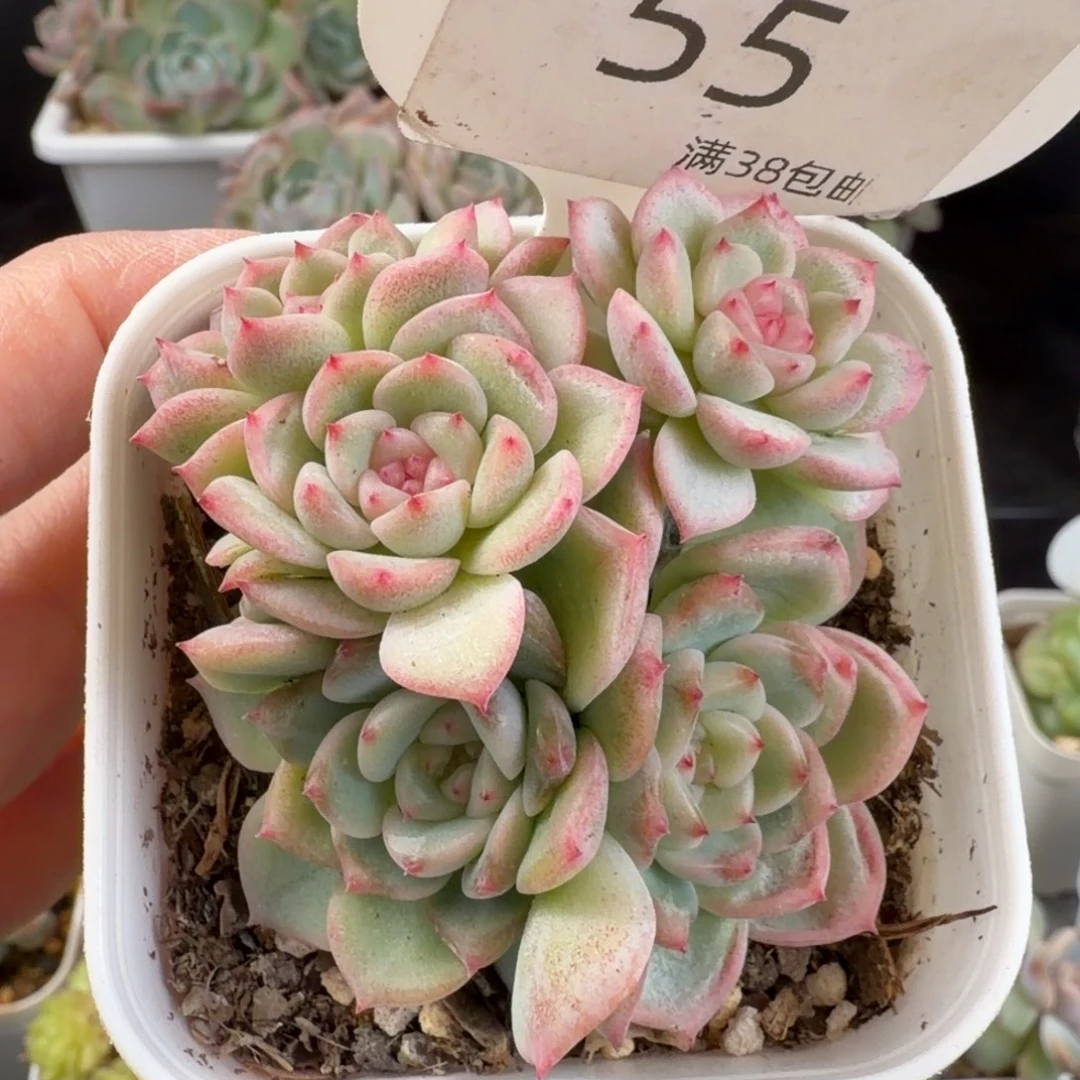 甜心a五头群一颗包整