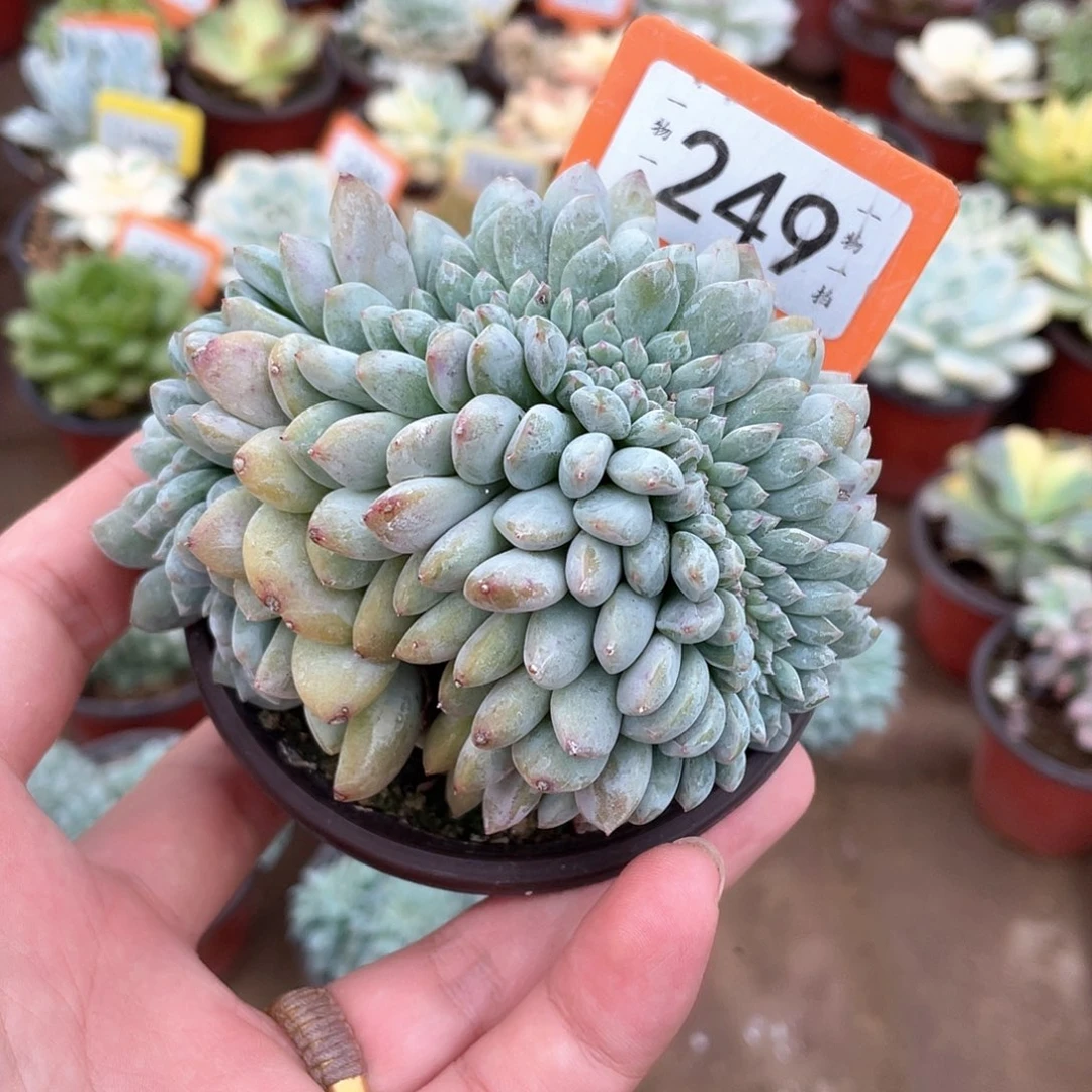 川***）249号多肉植物盆栽