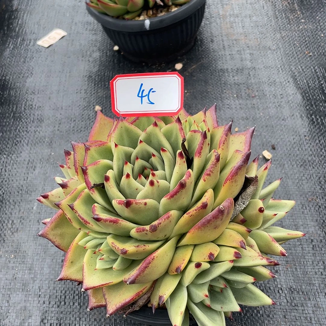 若如东云组拍045