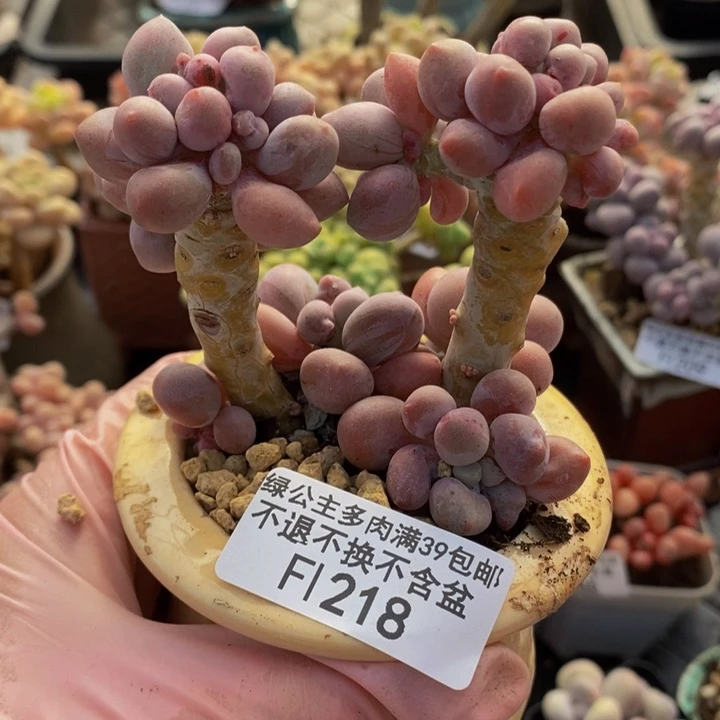 汤圆7cm218多肉植物