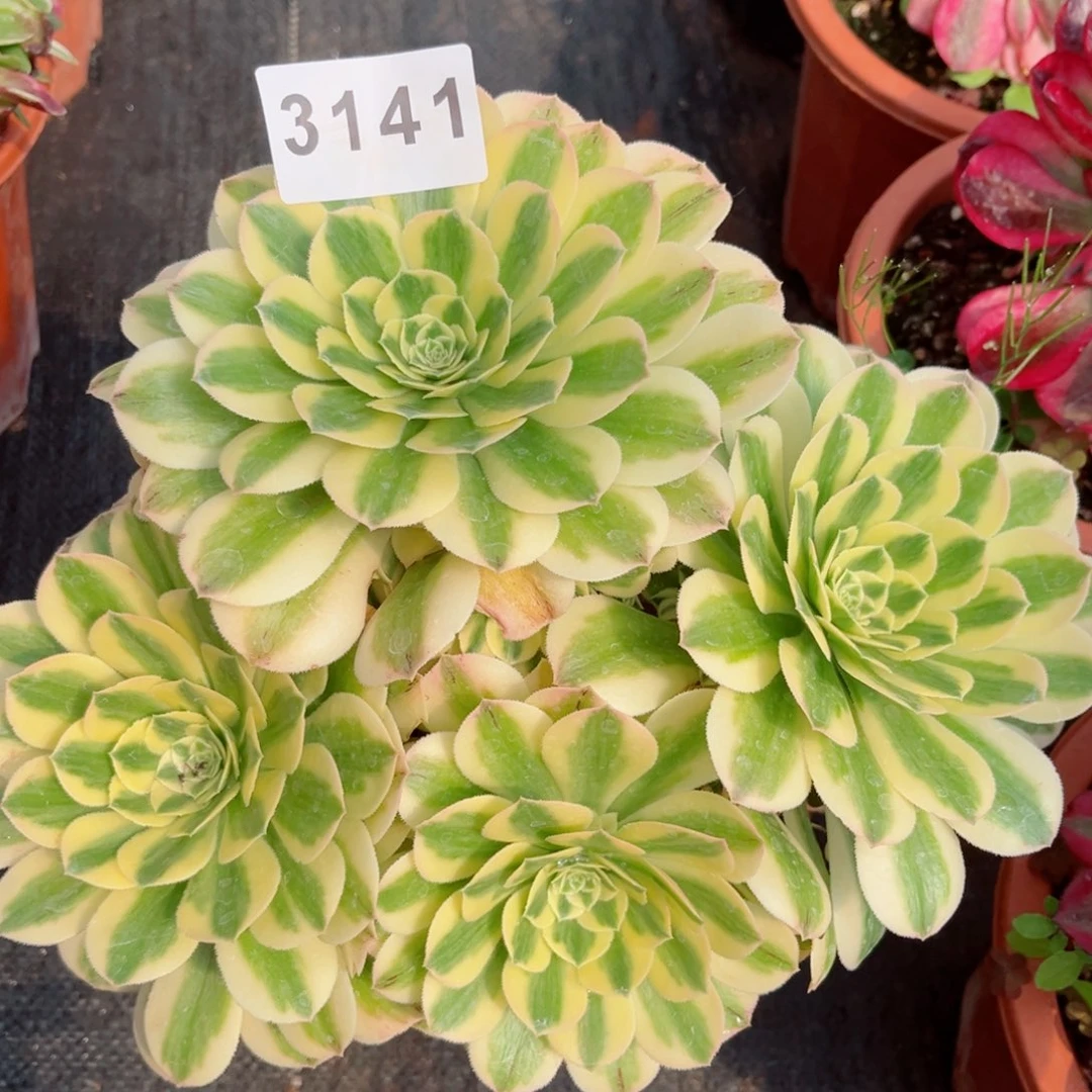 辛尼亚多肉发货发货