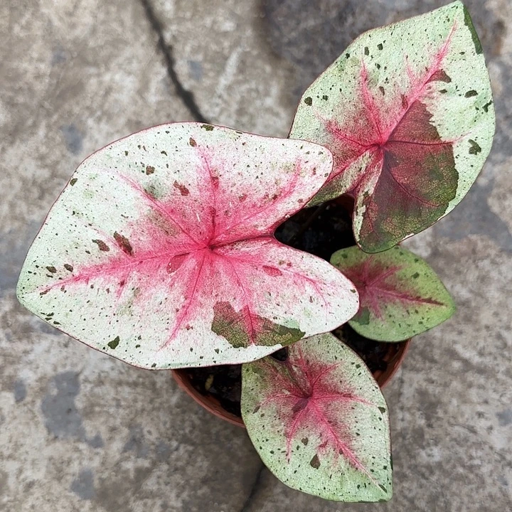 8-0104达摩广东现货