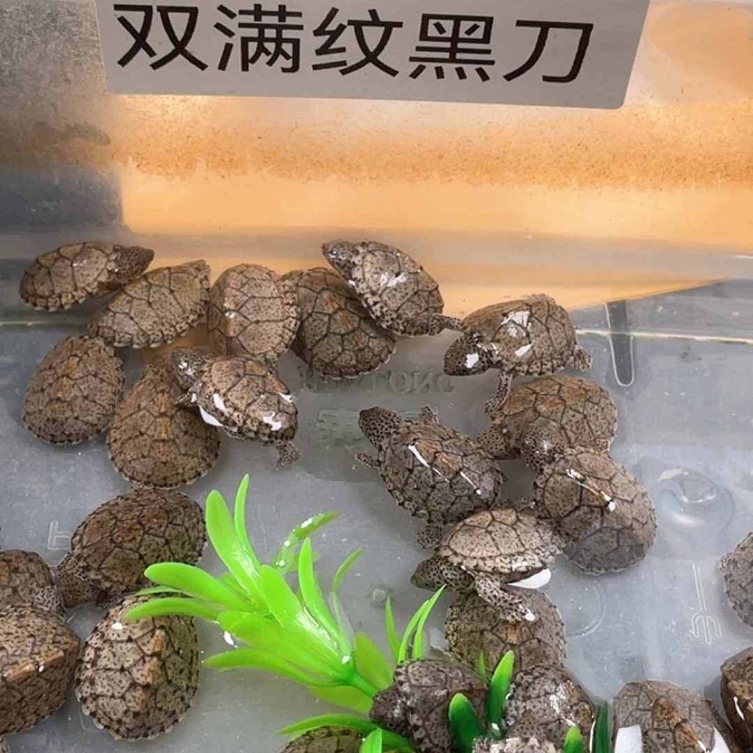 宠物龟不分公母私拍发龟粮