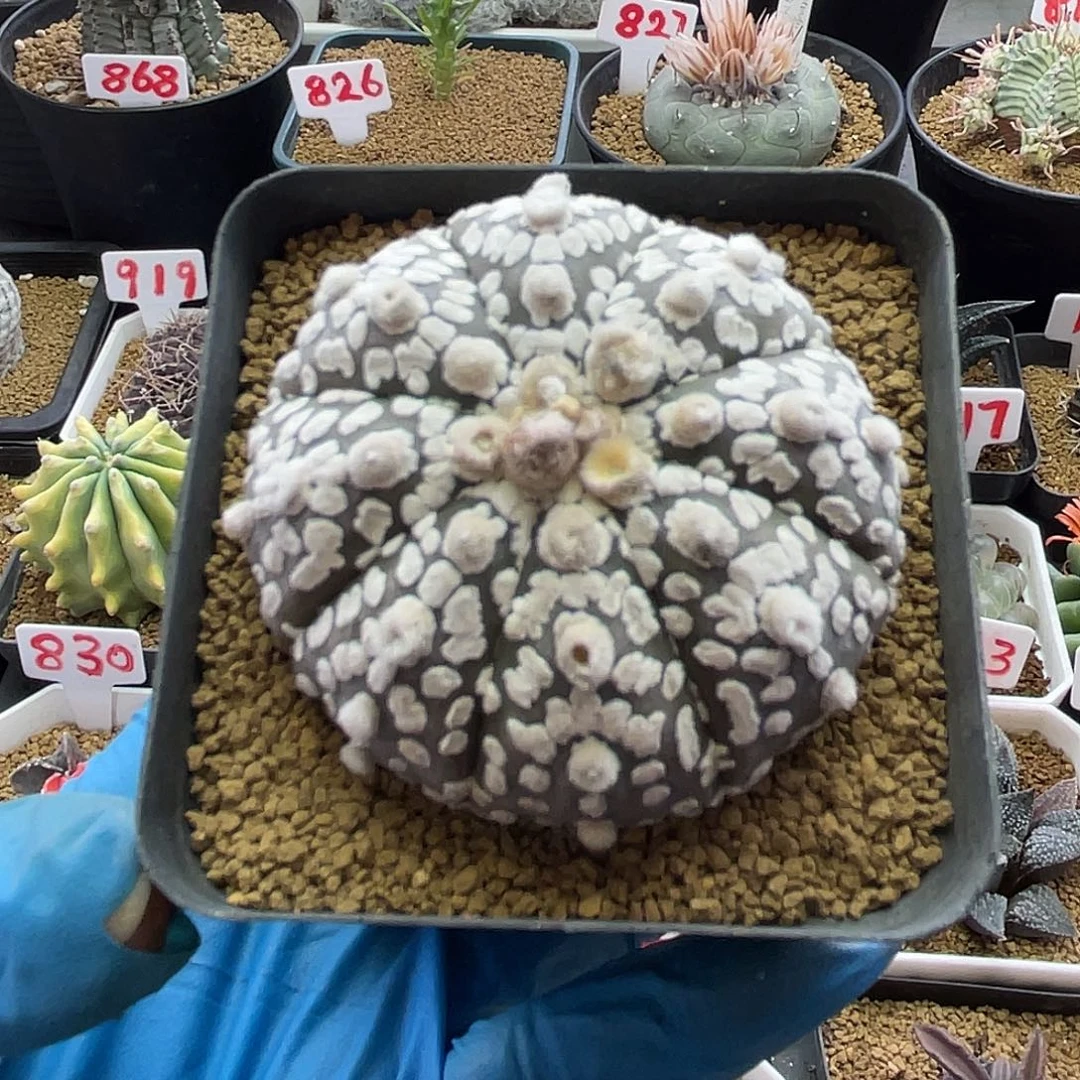 实生大尤天眼浓白兜仙人球